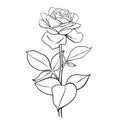 Hand drawn vector of rose flower isolated on white background