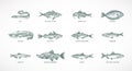 Hand Drawn Vector Sea and River Fish Species Illustrations Set. Collection of Salmons Pollock, Halibut, Sprat, Catfish