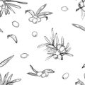 Hand drawn vector seamless pattern of seaberry branches, leaf, berry. Black and white illustration.