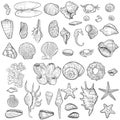 Hand drawn vector seashells
