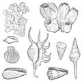 Hand drawn vector seashells