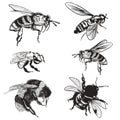 Hand drawn vector set of bees, bumblebee, high detailed insects for design