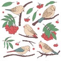 Hand drawn vector set of birds, branches, leaves and rowanberry in pastel colors isolated on white background.