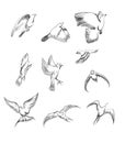 Hand drawn vector set birds variety of vintage bird illustrations Royalty Free Stock Photo