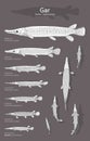 Hand drawn vector set of Gar fish Royalty Free Stock Photo