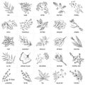 Hand drawn vector set of herbs and spices vintage Royalty Free Stock Photo