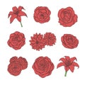 Hand drawn vector set of red rose, lily, peony and chrysanthemum flowers line art isolated on the white background Royalty Free Stock Photo