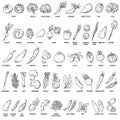 Hand drawn vector set of vegetables and herbs Royalty Free Stock Photo