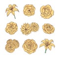 Hand drawn vector set of yellow rose, lily, peony and chrysanthemum flowers contour isolated on the white background. Vintage bot Royalty Free Stock Photo