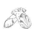 Hand drawn vector sicily cannoli illustration pastry