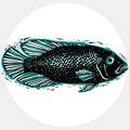 Hand drawn vector simple fish isolated, seafood graphic element. Royalty Free Stock Photo