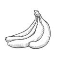 Single Sketch Banana Royalty Free Stock Photo