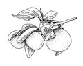 Hand drawn vector sketch with a mandarin or lemon branch. Citrus tree branch with leaves and fruits. Black and white Royalty Free Stock Photo