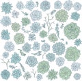 Hand drawn vector succulentes Royalty Free Stock Photo