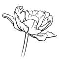 Hand drawn vector of tulip isolated on white background.