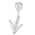 Hand drawn vector of tulip isolated on white background.