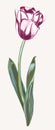 Hand drawn vector tulip in realistic style