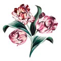 Hand drawn vector tulip in vintage botanical style for design