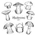 Hand drawn vector vintage illustration - Mushrooms.