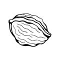 Hand drawn vector of walnut isolated on white.