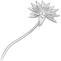 Hand drawn vector of water lily flower isolated on white background for coloring page. Black and white  stock illustration of blue Royalty Free Stock Photo