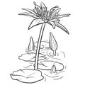 Hand drawn vector of water lily flower isolated on white background for coloring page. Black and white  stock illustration of blue Royalty Free Stock Photo