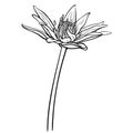 Hand drawn vector of water lily flower isolated on white background for coloring page. Black and white  stock illustration of blue Royalty Free Stock Photo