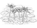 Hand drawn vector of water lily flowers isolated on white background for coloring page. Black and white  stock illustration of Royalty Free Stock Photo