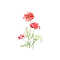 Hand drawn vector watercolor illustration of Three Red Poppies Royalty Free Stock Photo