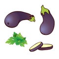 Hand drawn vector whole, sliced eggplant set isolated on white background. purple realistic Aubergine icon with parsley Royalty Free Stock Photo