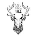 Hand drawn vector wild forest deer. Royalty Free Stock Photo