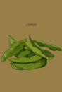 Hand drawn vegetable - edamame/soy beans. Royalty Free Stock Photo