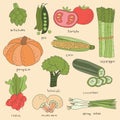 Hand Drawn Vegetable Illustration Vector - artichoke, pea, tomato, asparagus, corn, pumpkin, broccoli