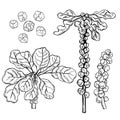 Hand drawn vegetables. Brussels sprouts Royalty Free Stock Photo