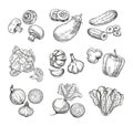 Hand drawn vegetables. Garden cauliflower, pepper and eggplant, champignons. Fresh vegan products. Sketch vegetable Royalty Free Stock Photo