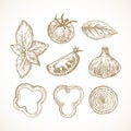 Hand Drawn Vegetables and Herbs Vector Illustrations Collection. Tomato, Basil, Bell Pepper and Onion Rings and Garlic