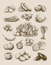 Hand Drawn Vegetables Set