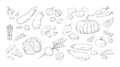 Hand drawn vegetables. Vintage sketch of organic farm products. Tomato and broccoli harvest. Isolated mushrooms or onion