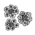 Hand drawn verbena flowers. Vintage vector sketch