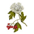 Hand drawn viburnum with berries and blossoms