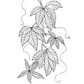 Hand drawn vine branch, grape leaves illustration for coloring books in vector