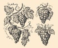 Hand drawn vine, grape bunches and leaves. Grapevine pattern set sketch. Vineyard vector illustration vintage engraving