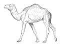 Hand Drawn Vintage Camel - Vector Royalty Free Stock Photo
