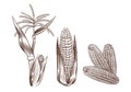 Hand drawn vintage corn. Cereal plants sketch drawing. Agriculture harvest. Maize cobs, stalk with leaves and flower