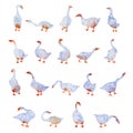 Watercolor hand drawn illustration of geese swan nibbles the grass isolated on the white background. Colorful set for Royalty Free Stock Photo