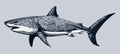 Hand-drawn vintage engraving illustration of a great white shark Royalty Free Stock Photo