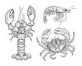 Hand drawn vintage graphic illustration with realistic lobster. Marine creature. Seafood elements for design menu