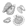 Hand drawn vintage graphic illustration with realistic oysters and mussels. Seafood elements for design menu, recipes