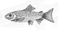 Hand drawn vintage graphic illustration with realistic rainbow trout. Healthy food. Marine creature. Engraving sketch