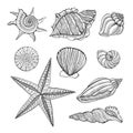 Hand drawn vintage graphic illustration with realistic seashells. Marine elements for design menu, recipes, decoration